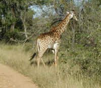 giraffe.jpg (55833 bytes)
