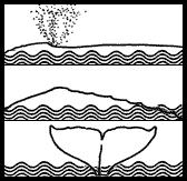 Gray Whale Blow and Fluke Diagram (4K)