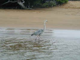 great_blue.jpg (63705 bytes)