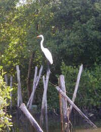 great egret.jpg (86127 bytes)