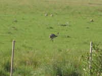 great_rhea.jpg (52864 bytes)