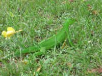 green_iguana.jpg (118399 bytes)