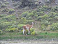 guanaco.jpg (110363 bytes)