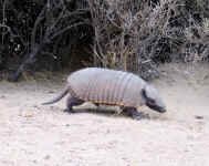 hairy_armadillo.jpg (99499 bytes)