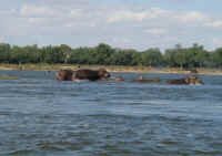 hippo_up1.jpg (25696 bytes)