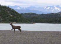 huemul_deer.jpg (67484 bytes)
