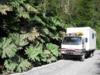 huge_ferns.jpg (119064 bytes)