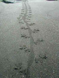 iguana_tracks.jpg (130767 bytes)