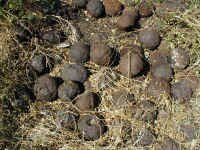 ilha_fort_cannonballs.jpg (176573 bytes)