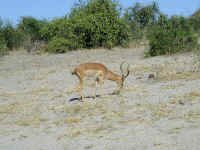 impala.jpg (49929 bytes)