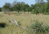 impalas.jpg (54399 bytes)