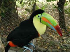 keel billed toucan.jpg (66845 bytes)