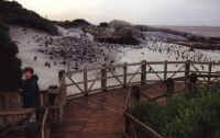 kim_penguins.JPG (193683 bytes)