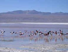 lag_colorada1.jpg (52528 bytes)