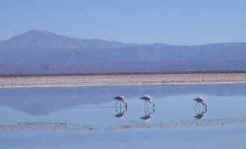 laguna_chaxa1.jpg (32618 bytes)