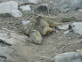 land_iguana_1.jpg (108346 bytes)