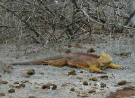 land_iguana.jpg (107077 bytes)