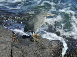 lava_heron_s.jpg (391782 bytes)