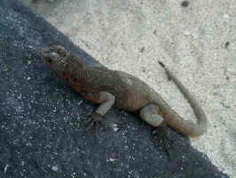 lava_lizard.jpg (89389 bytes)