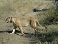lion.jpg (51715 bytes)