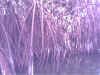 mangroves.jpg (54401 bytes)