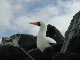 masked_boobie1.jpg (42792 bytes)
