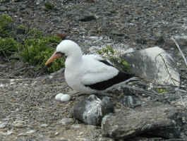 masked_boobie_nest.jpg (96919 bytes)