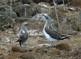 mating_dance.jpg (119441 bytes)
