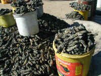 mopani_worms.jpg (60813 bytes)