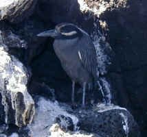 night_crown_heron.jpg (63281 bytes)