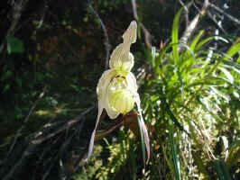 orchid1.jpg (73085 bytes)