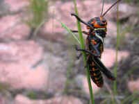 org_grasshopper.jpg (45448 bytes)