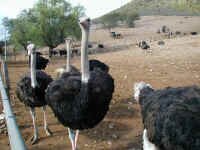 ostrich1.jpg (115533 bytes)