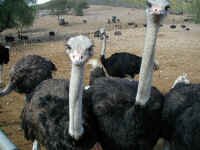 ostrich2.jpg (107020 bytes)