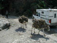 pack burros.jpg (54344 bytes)