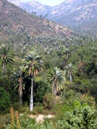 palm_ch1.jpg (130732 bytes)
