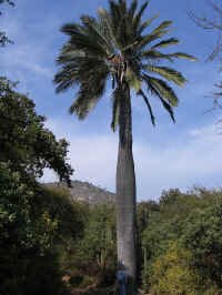 palm_ch.jpg (93358 bytes)