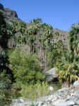 palms below caves.JPG (559445 bytes)