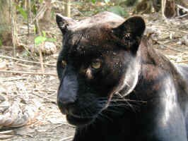 panther.jpg (86352 bytes)