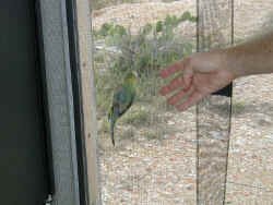 parakeet.JPG (96884 bytes)