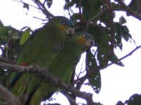 parrots1.jpg (50918 bytes)