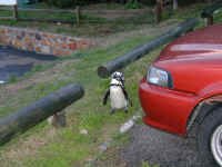 penguin1.jpg (105404 bytes)