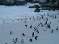 penguin2.jpg (69053 bytes)