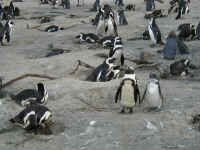 penguin3.jpg (106645 bytes)