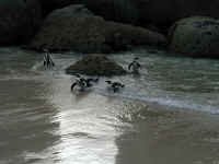 penguin_swim.jpg (87325 bytes)