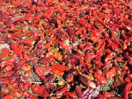 peppers_drying1.jpg (164662 bytes)