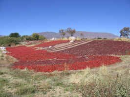 peppers_drying.jpg (94793 bytes)