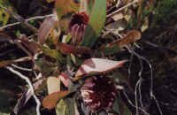 protea11.jpg (68029 bytes)