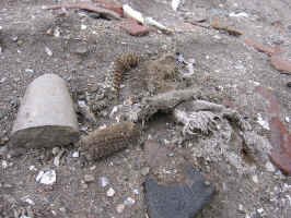 puerto_inca_finds.jpg (130458 bytes)
