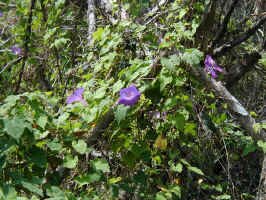 purple vine.jpg (143304 bytes)